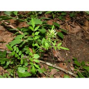 cardamine impatiens l.