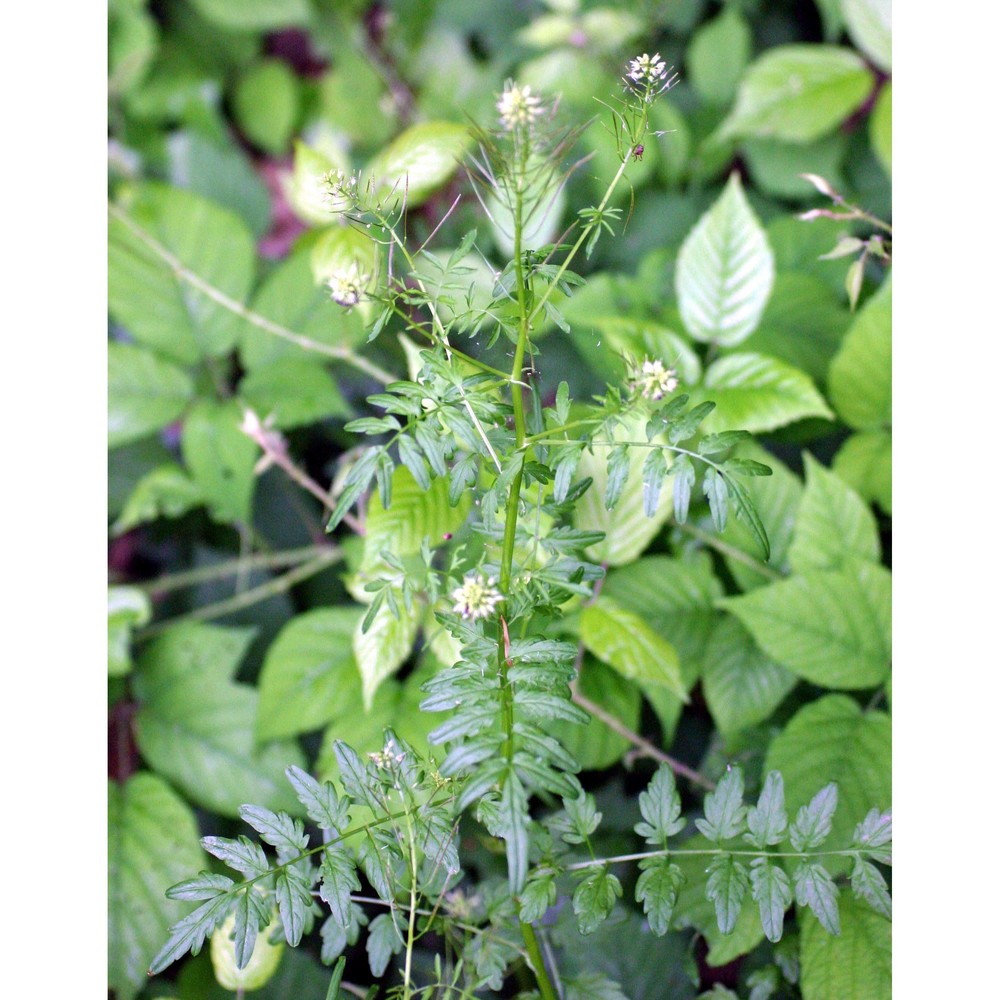 cardamine impatiens l.