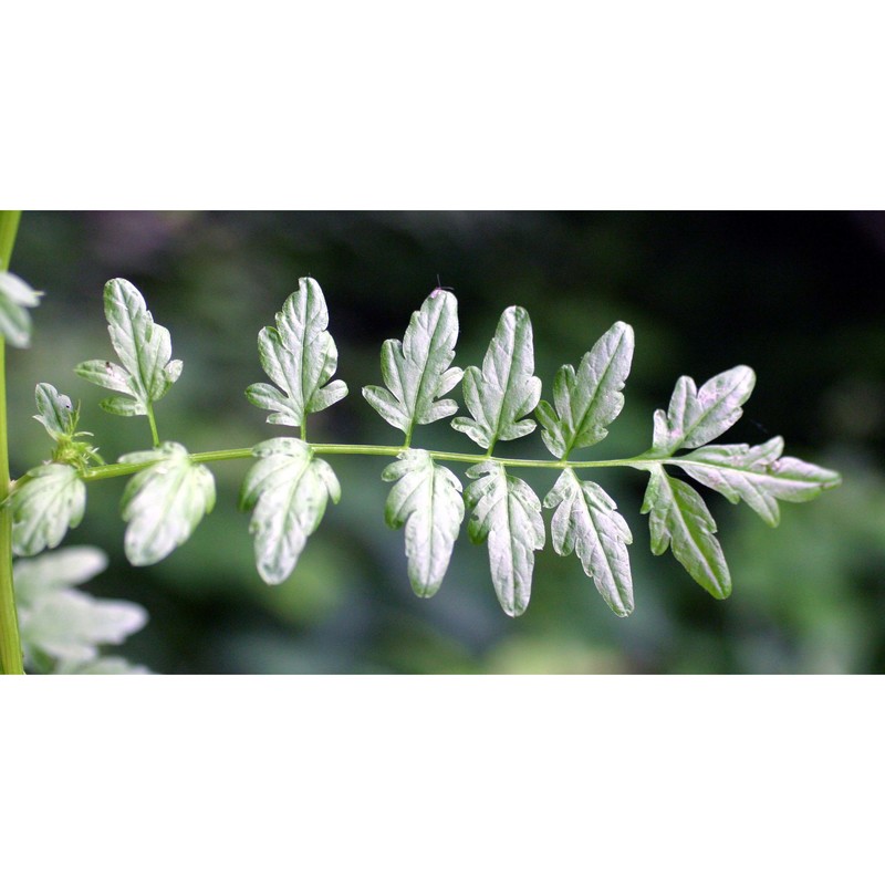 cardamine impatiens l.