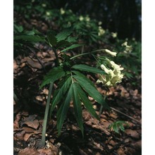 cardamine kitaibelii bech.