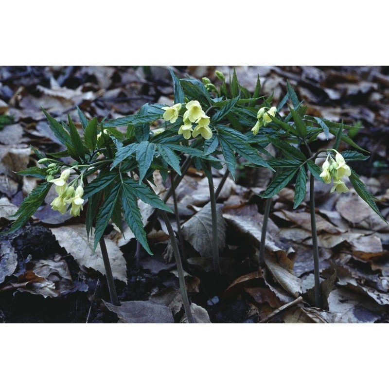 cardamine kitaibelii bech.