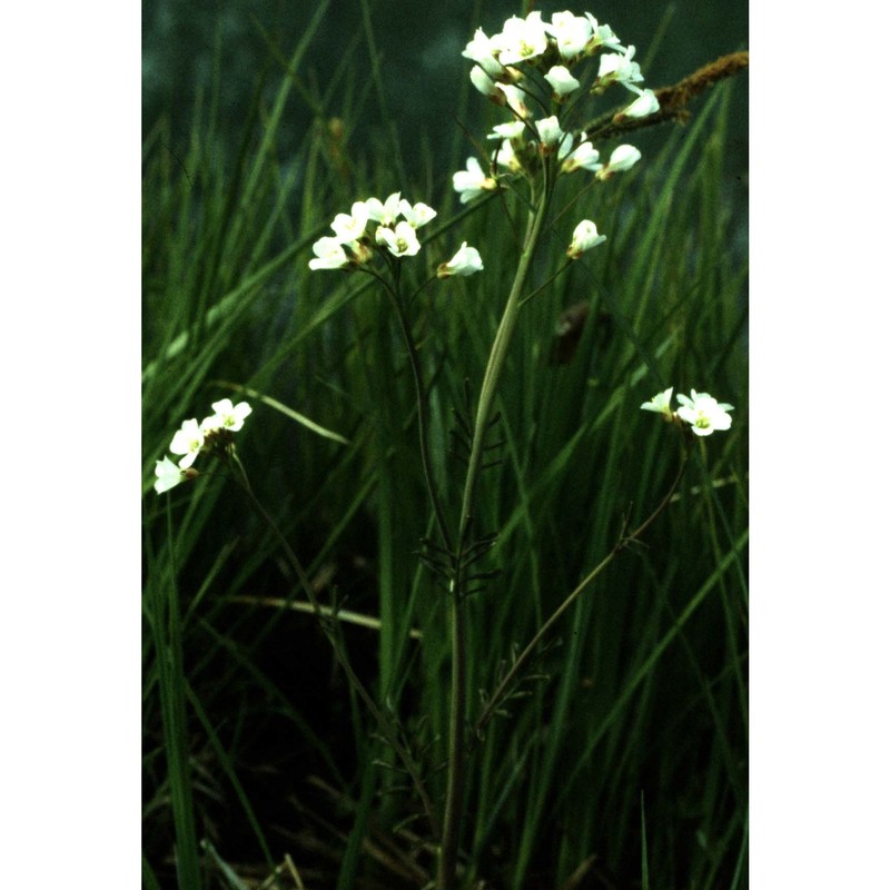 cardamine matthioli moretti