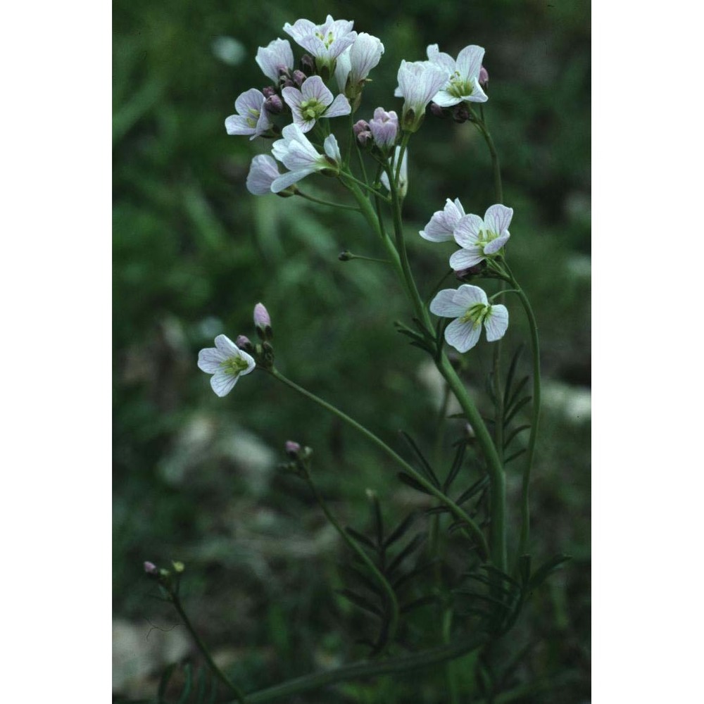 cardamine matthioli moretti