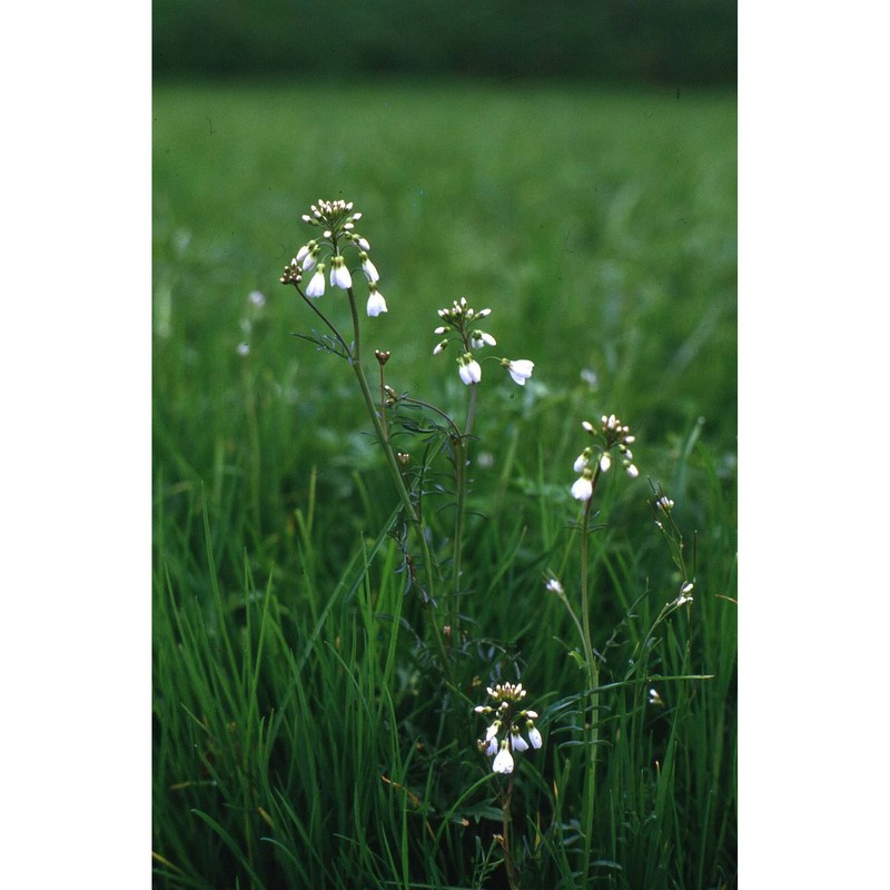 cardamine matthioli moretti