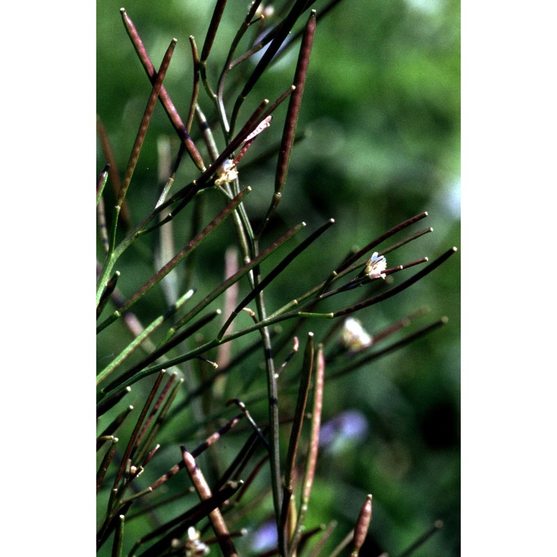 cardamine parviflora l.