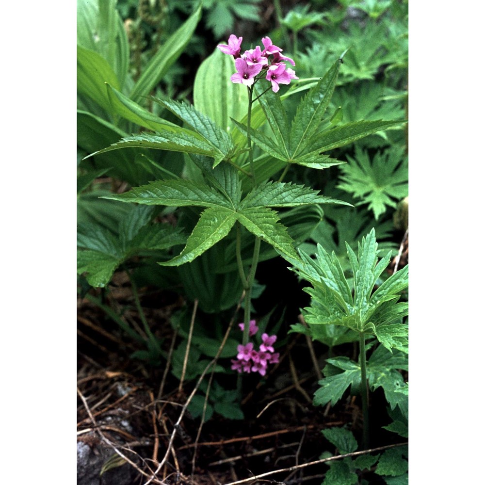 cardamine pentaphyllos (l.) crantz