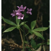 cardamine pentaphyllos (l.) crantz