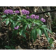 cardamine pentaphyllos (l.) crantz