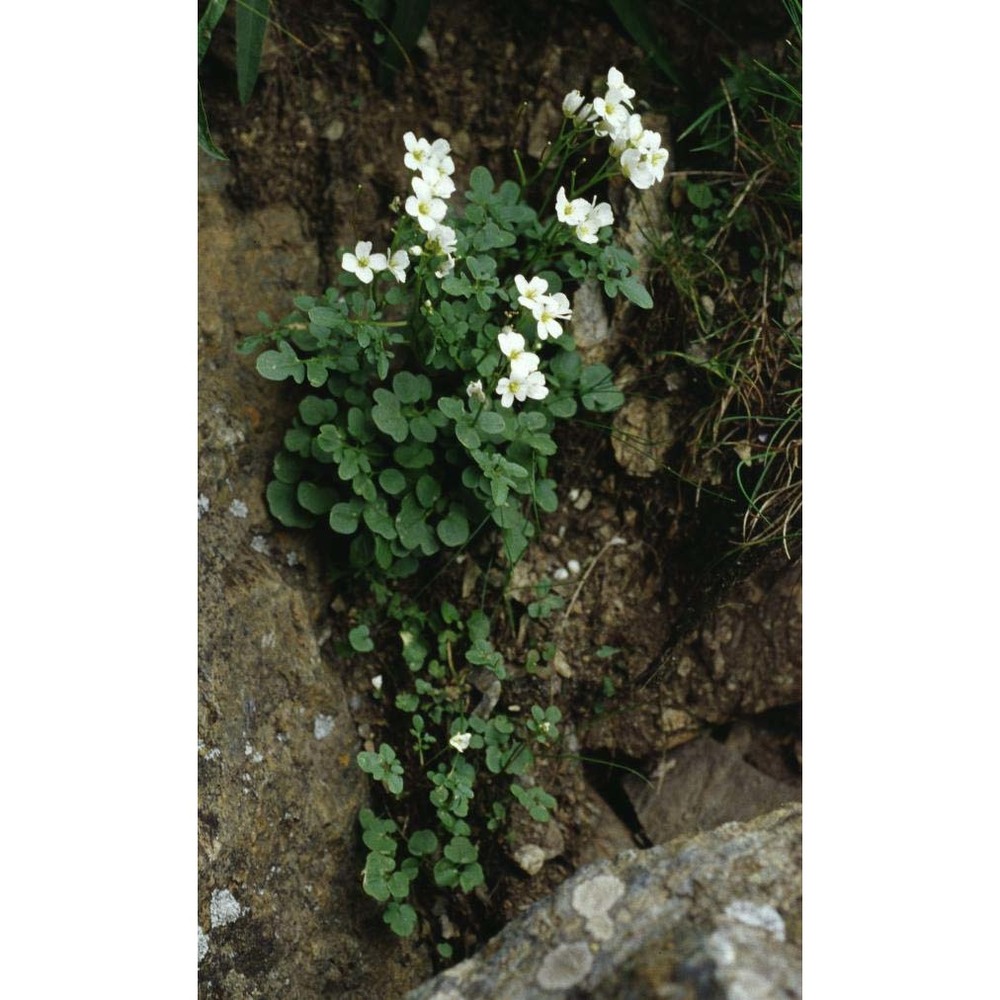 cardamine plumieri vill.