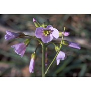 cardamine pratensis l.