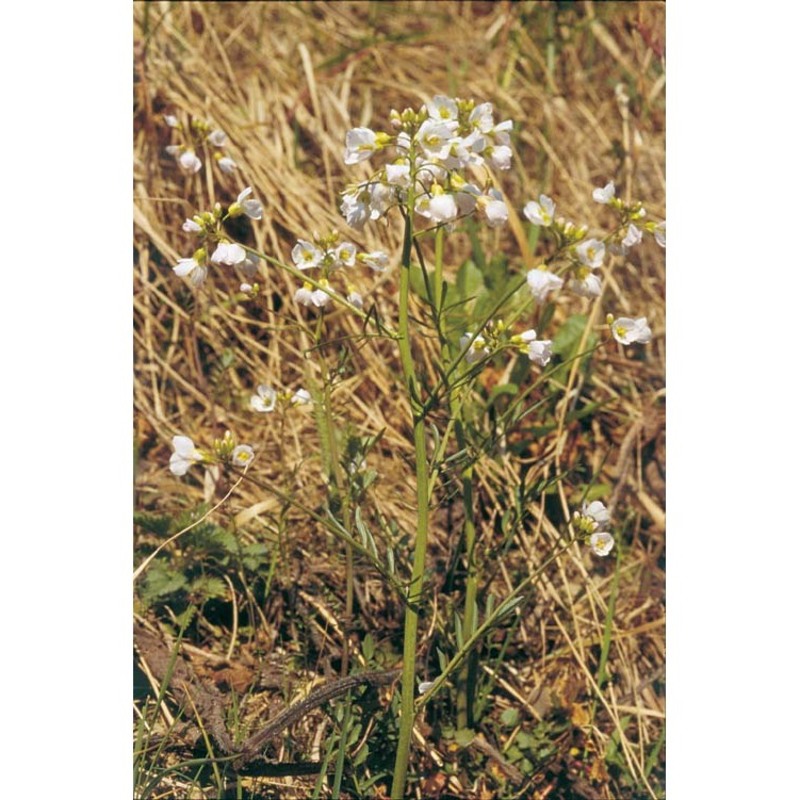 cardamine pratensis l.