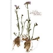 cardamine pratensis l.