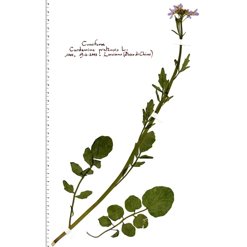 cardamine pratensis l.