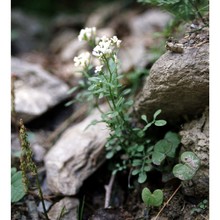 cardamine resedifolia l.