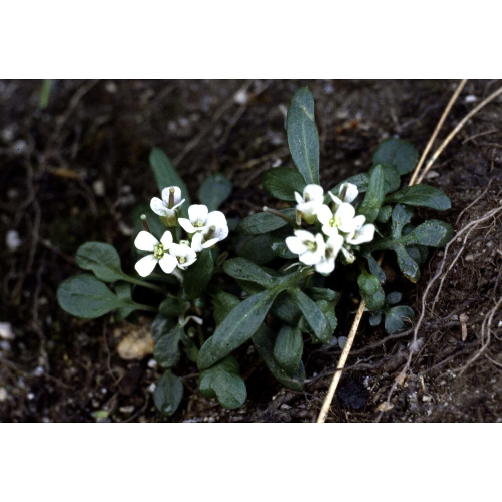 cardamine resedifolia l.