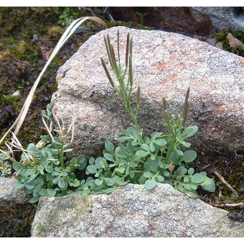 cardamine resedifolia l.