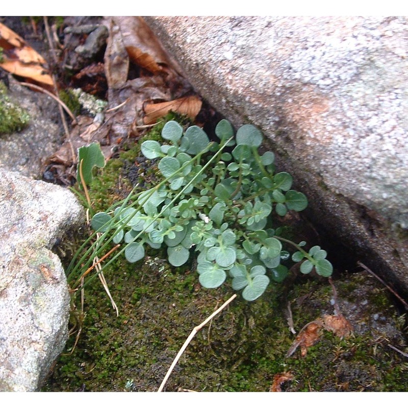 cardamine resedifolia l.