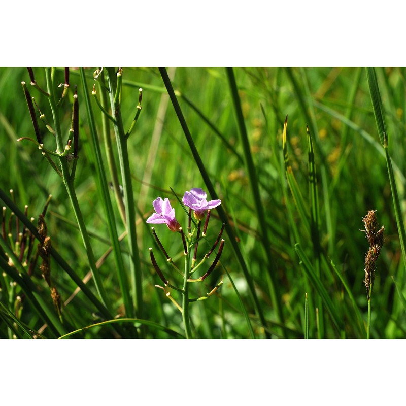 cardamine silana marhold et perný