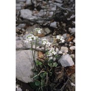 cardamine trifolia l.