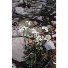 cardamine trifolia l.