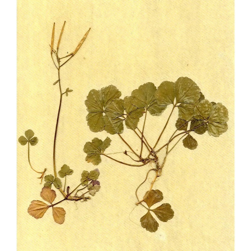 cardamine trifolia l.