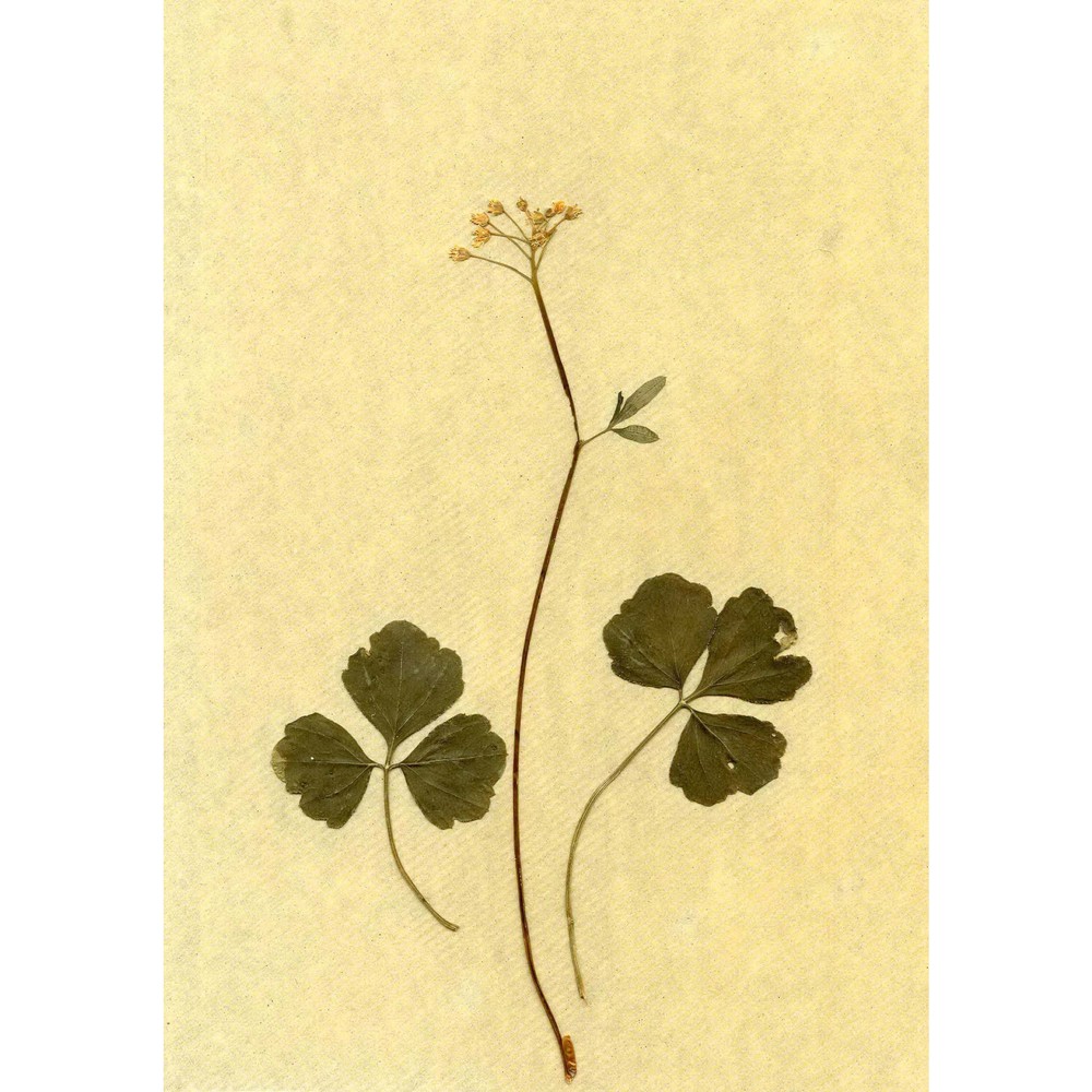 cardamine trifolia l.