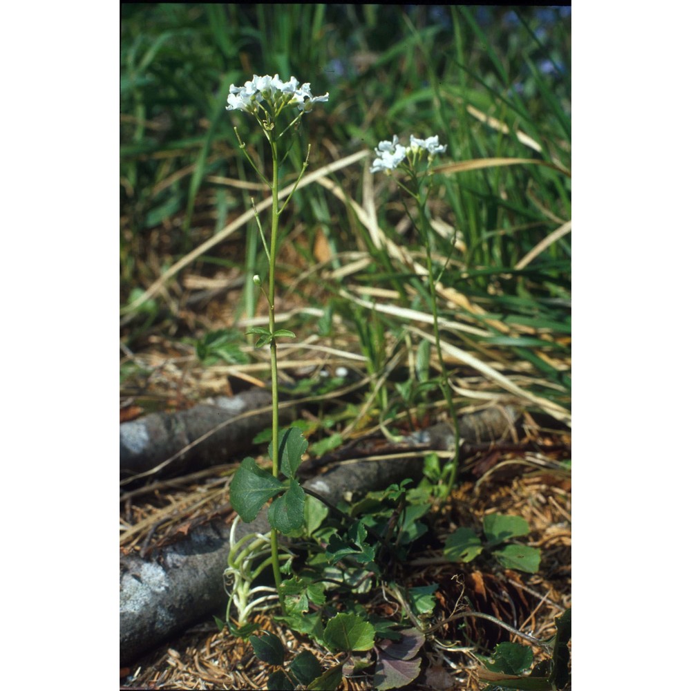 cardamine trifolia l.