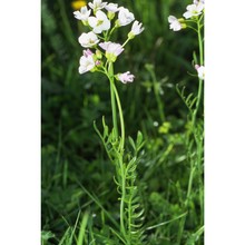 cardamine udicola jord.