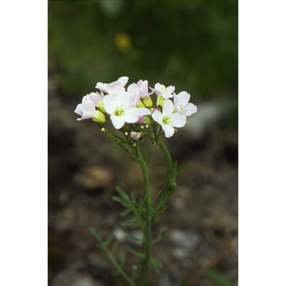 cardamine udicola jord.