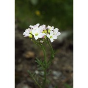 cardamine udicola jord.