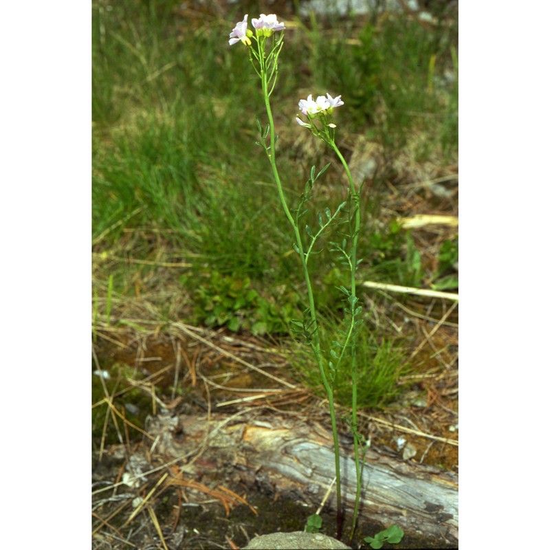 cardamine udicola jord.