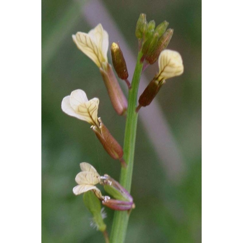 carrichtera annua (l.) dc.