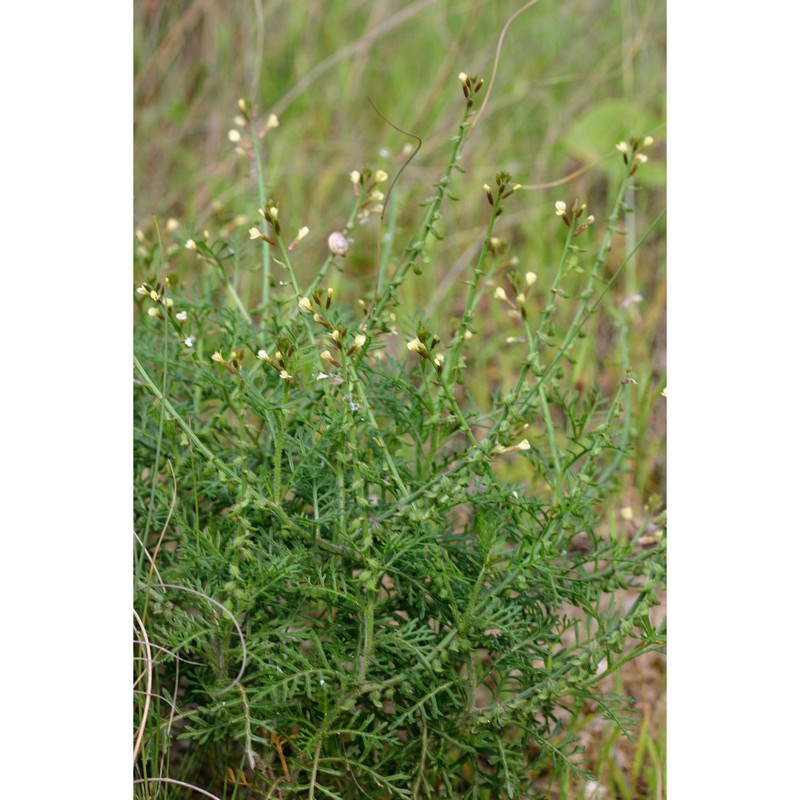 carrichtera annua (l.) dc.