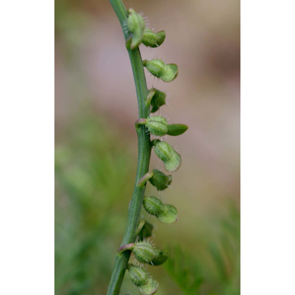 carrichtera annua (l.) dc.