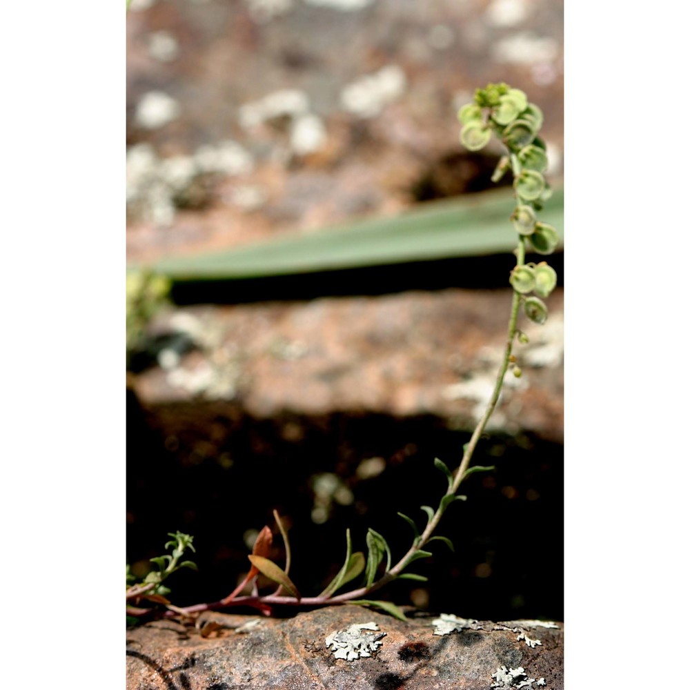 clypeola jonthlaspi l.