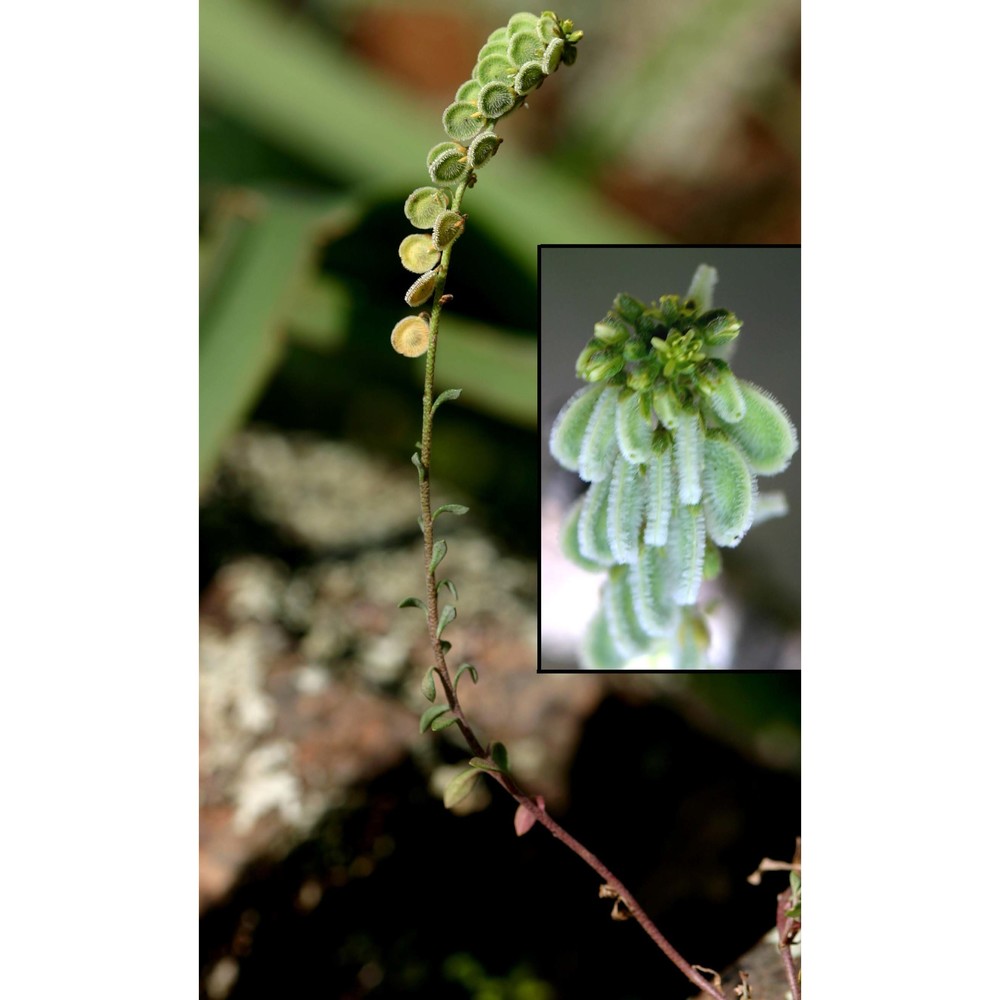 clypeola jonthlaspi l.