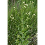 cochlearia glastifolia l.