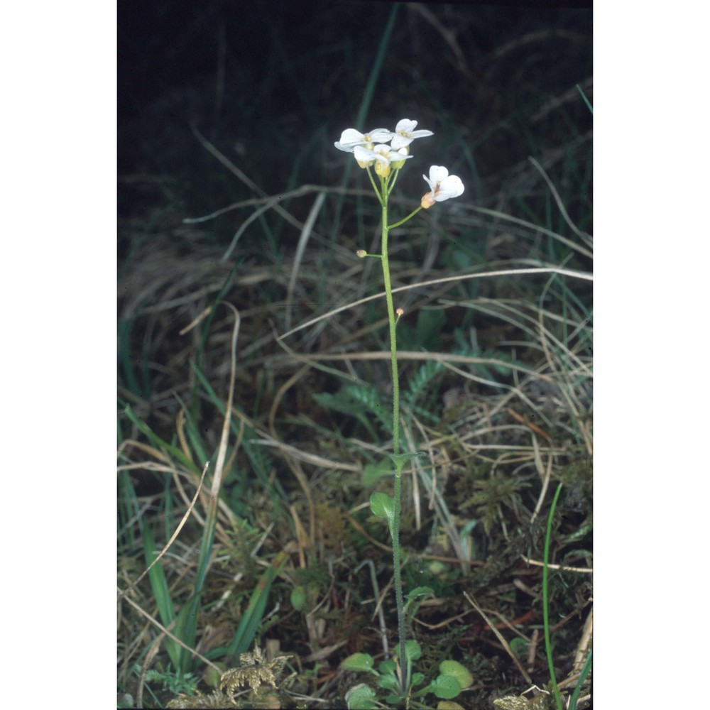 cochlearia officinalis l.