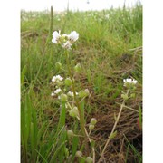 cochlearia officinalis l.