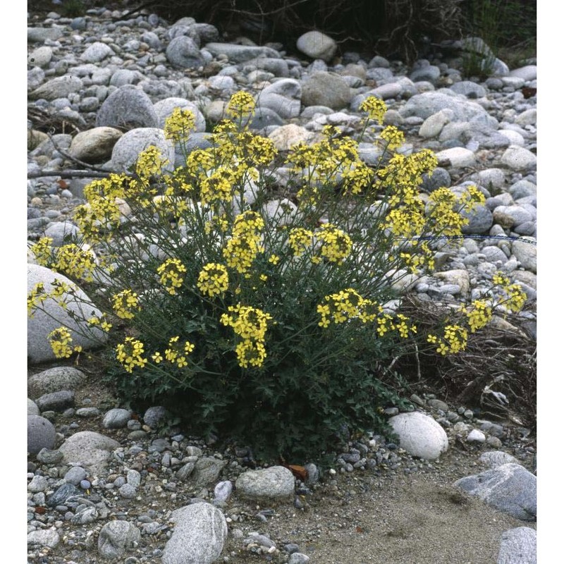 coincya cheiranthos (vill.) greuter et burdet