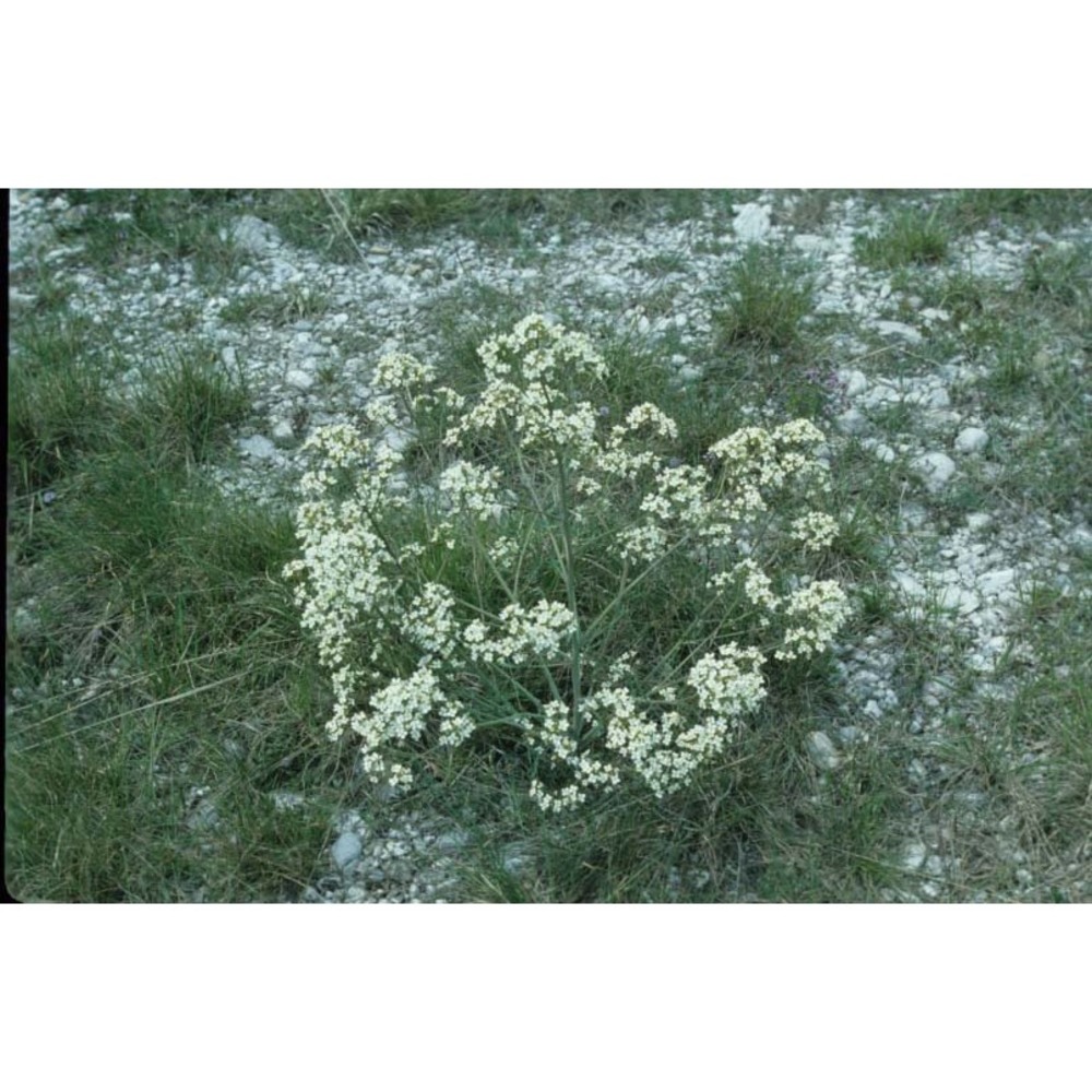 crambe tataria sebeók