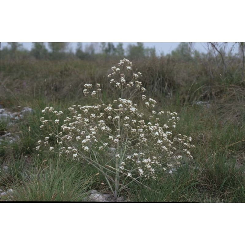 crambe tataria sebeók