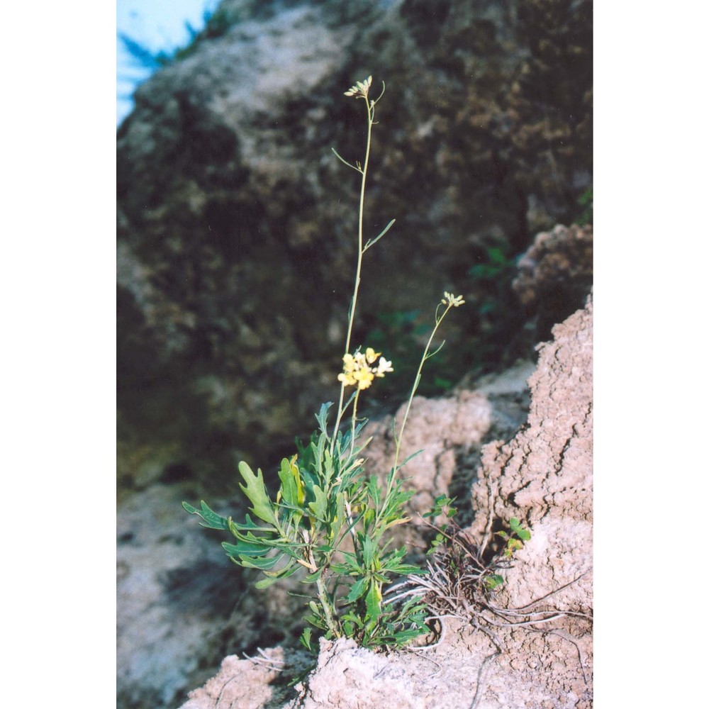 diplotaxis crassifolia (raf.) dc.