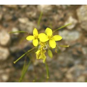 diplotaxis crassifolia (raf.) dc.