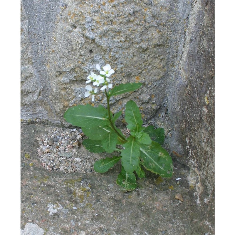 diplotaxis erucoides (l.) dc.