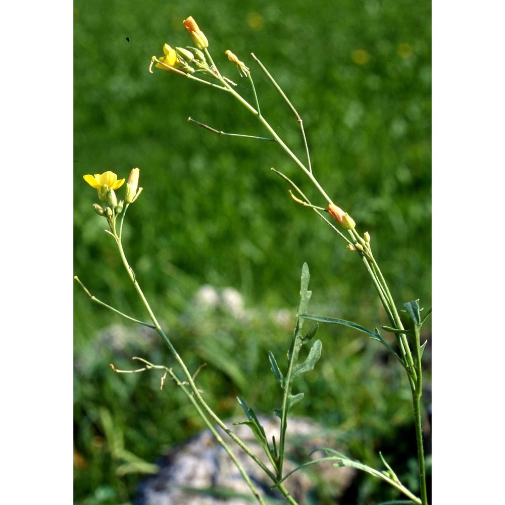 diplotaxis tenuifolia (l.) dc.