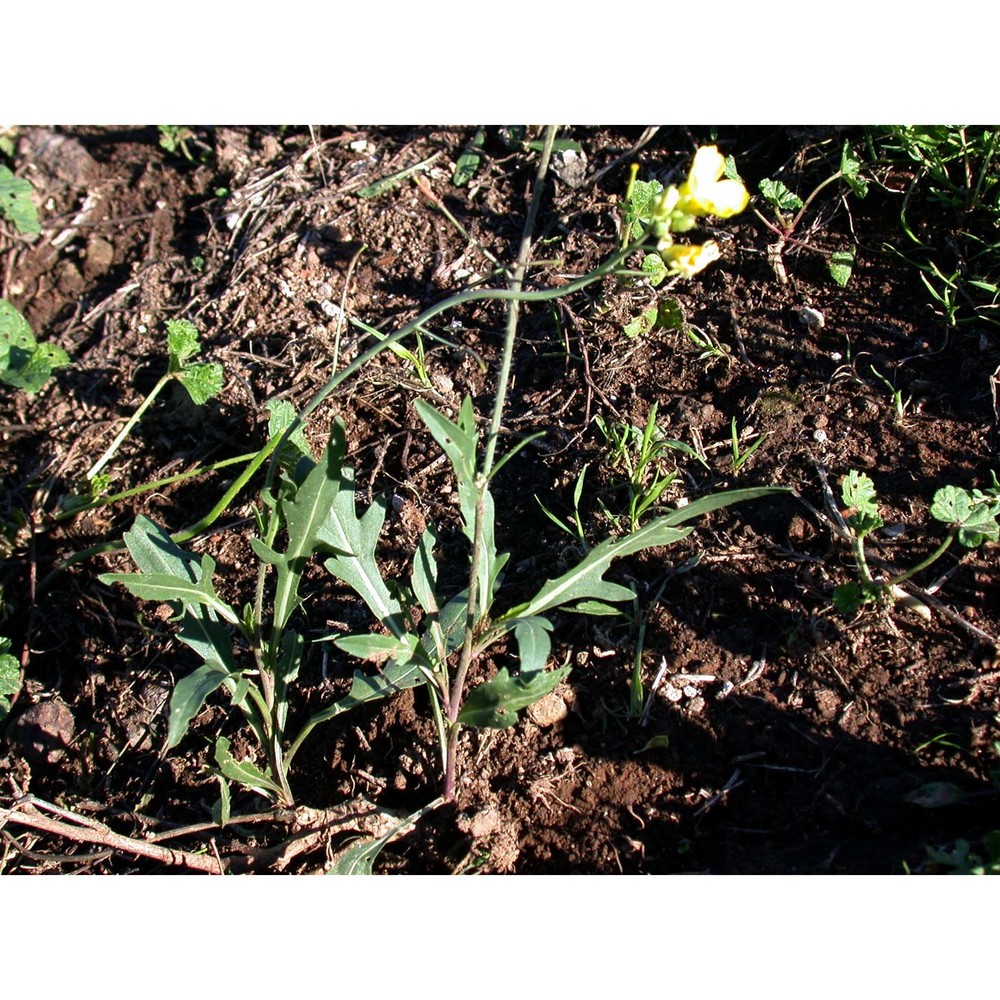 diplotaxis tenuifolia (l.) dc.