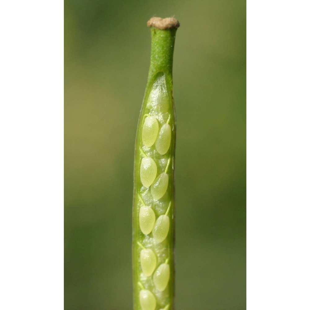 diplotaxis tenuifolia (l.) dc.