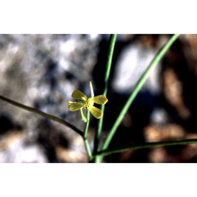 diplotaxis viminea (l.) dc.