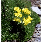 draba aizoides l.